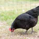 Australorp Chicken Breed