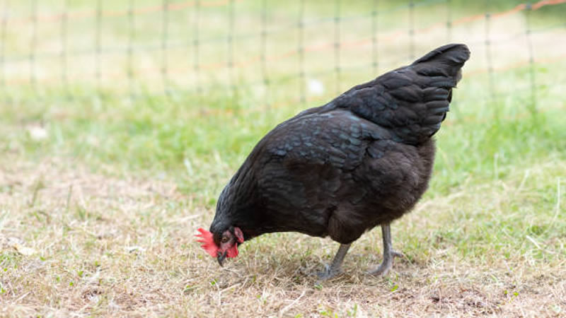 Australorp Chicken Breed Guide: Origin, Characteristics, Weight, Egg Production and More