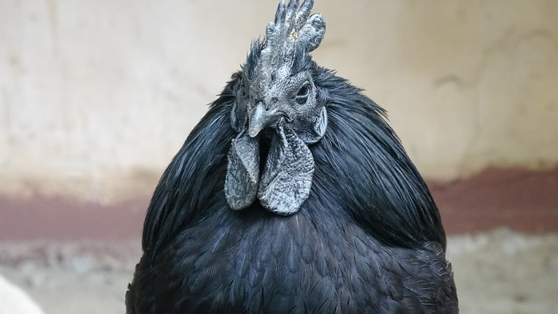 Ayam Cemani Chicken Breed Guide