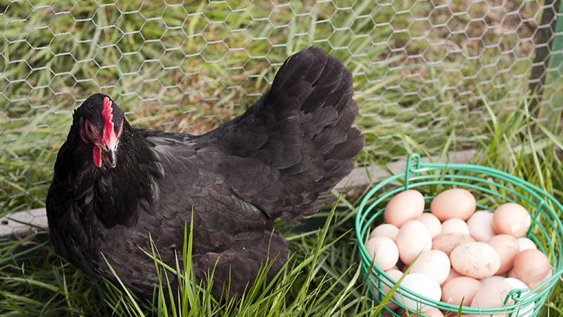 Black Australorps Egg Production