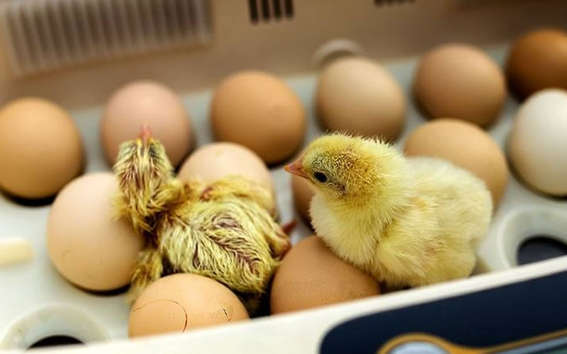 Chicken Egg Hatching