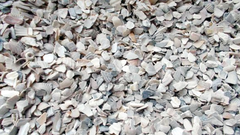 Crushed Oyster Shells for Chickens Hens