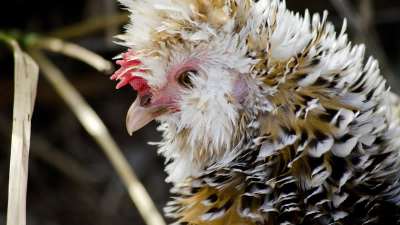 Frizzle Chicken Breed