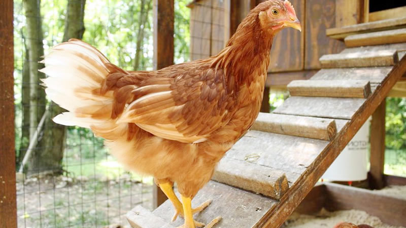 Golden Comet Chicken Breed Guide