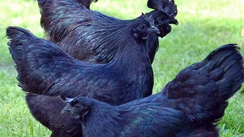 How to Take Care of Ayam Cemani Chickens