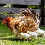 How to Take Care of Frizzle Chickens