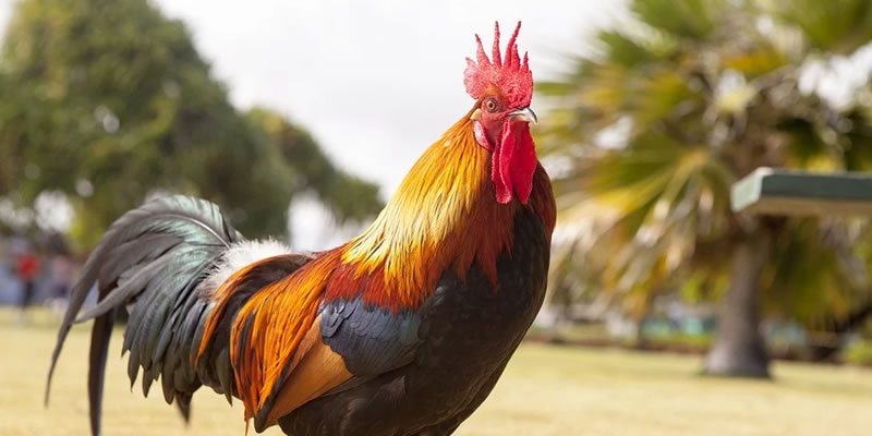 Is a rooster a good choice that can be added to the flock?