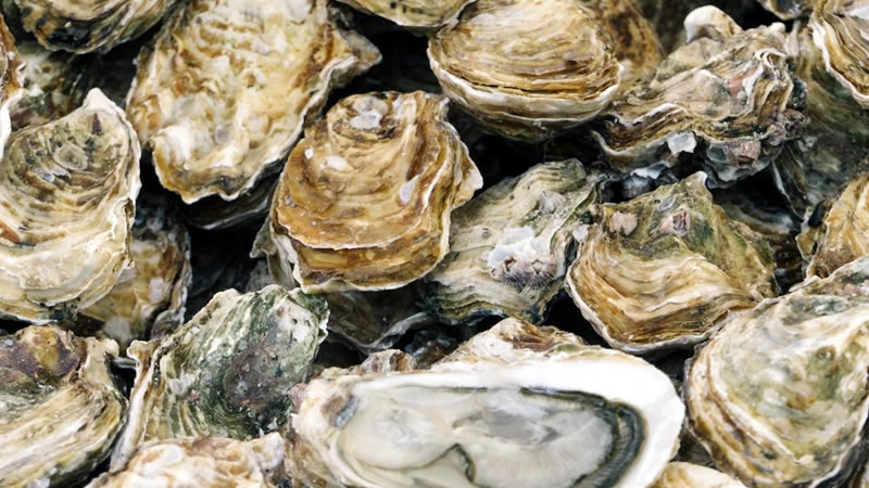 Oyster Shells for Chickens: Benefits, When to Feed, and 6 Great Alternatives