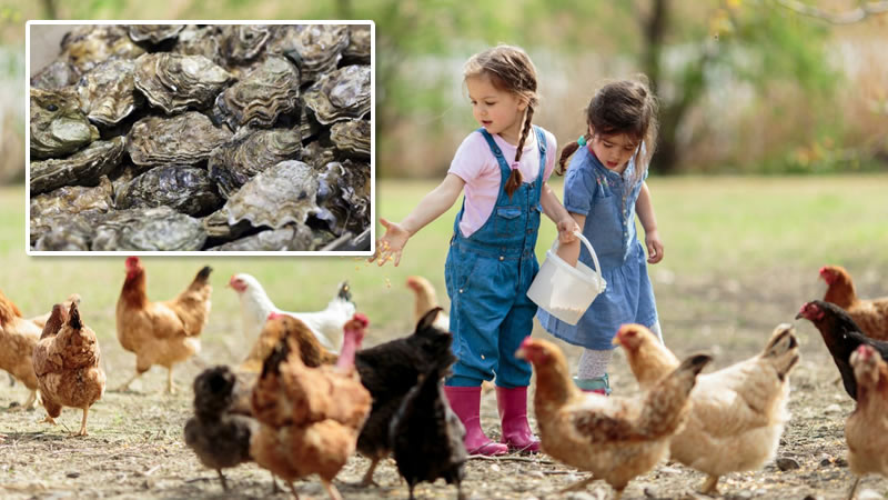 Oyster Shells for Chickens