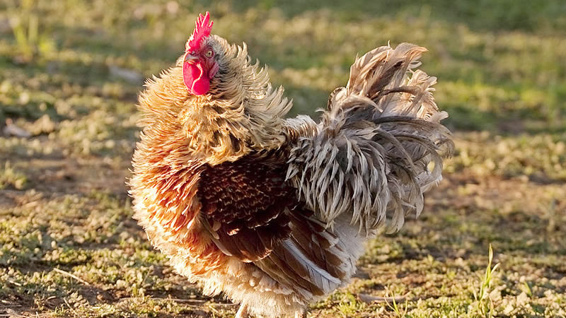 Photo of Frizzle Rooster