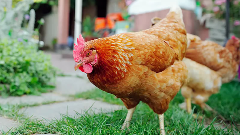 golden comet chickens