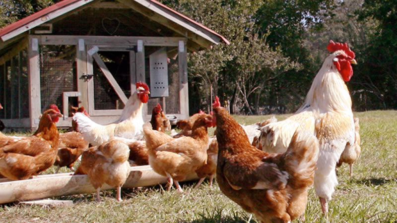 Raising Chickens for Beginners - Things You Should Consider Before You Start