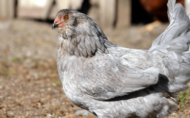 Ameraucana Chicken Breed Guide