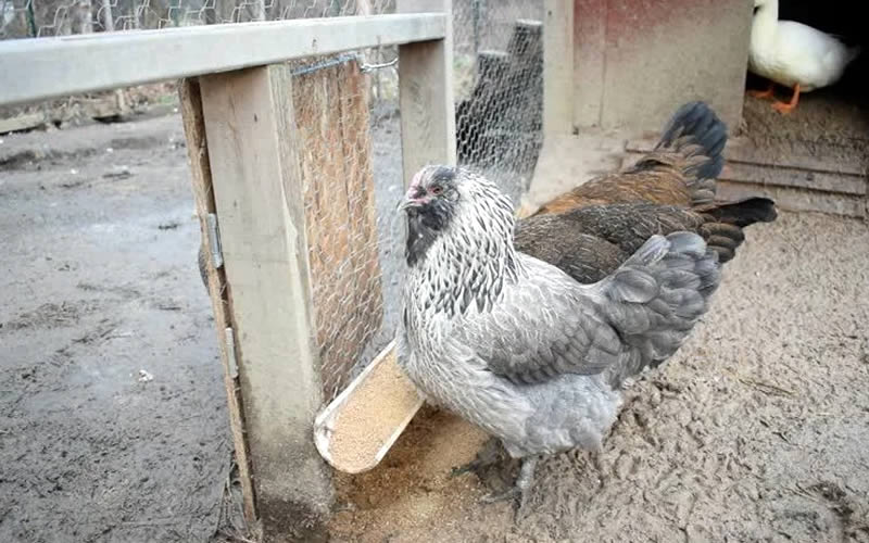 Ameraucana Chicken Hens