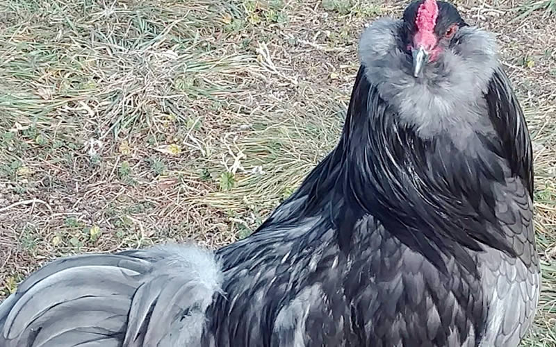 Ameraucana Chicken Rooster