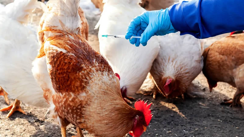 Bird Flu on Chickens : Symptoms and Prevention