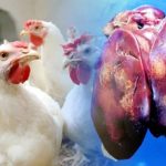 Blackhead Disease in Chickens - Symptoms and How to Avoid Your Chickens Get Infected