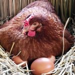 Broody Hens : What are They and How to Handle Them With Care