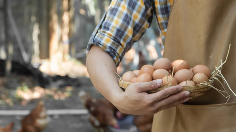 How You Can Get Your Chickens to Lay Eggs