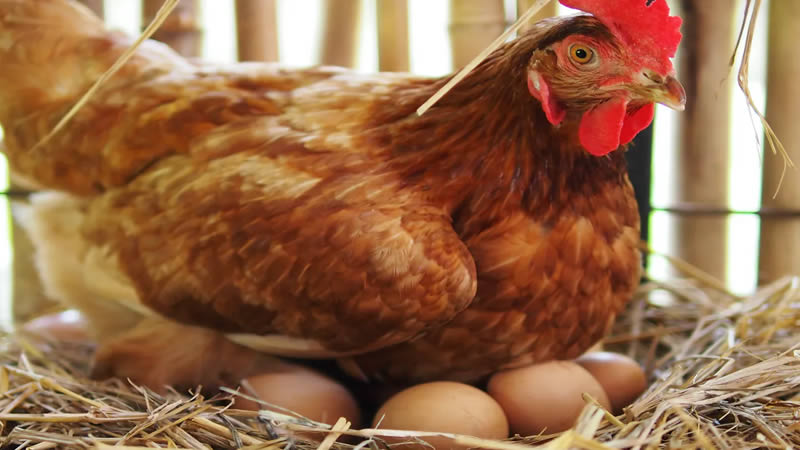 How You Can Help Your Hens Lay More Eggs