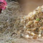 Laying Mash for Chickens Explained: Ingredients, Types, and Purpose