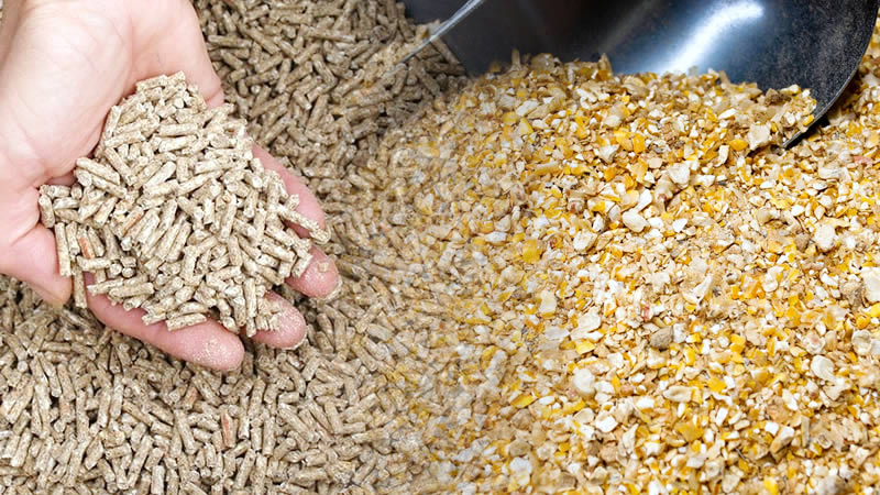 Laying Mash vs Laying Pellets: Which One is Better?