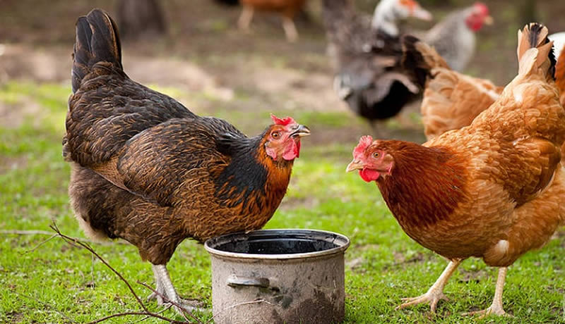 Chicken Breeds That Are Tougher Against Heat Stress