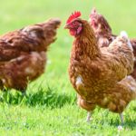 How to Keep Your Chickens Cool During Summer