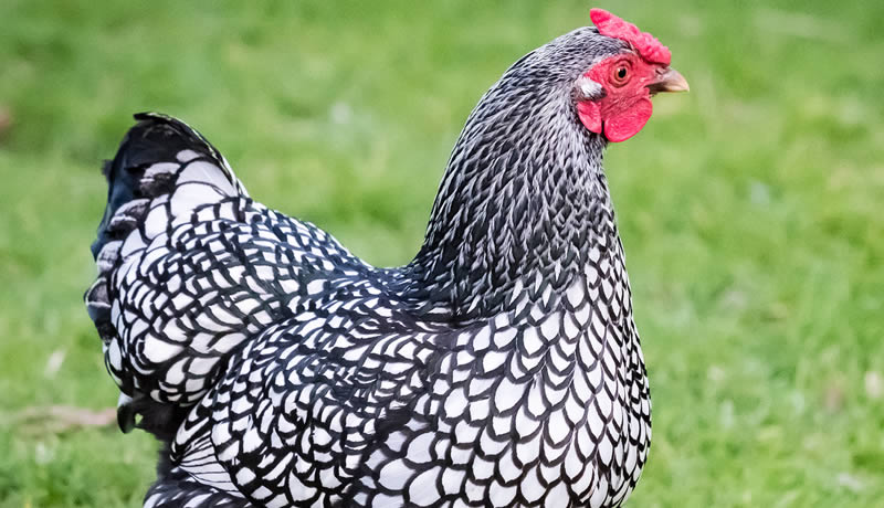 Wyandotte Chicken Breed Guide: Raising, Weight, Meat and Egg Production
