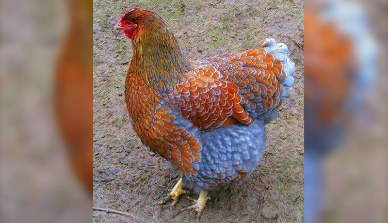 Blue laced red wyandotte