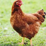 Rhode Island Red Chicken Breed Guide: Raising, Weight, Meat and Egg Production
