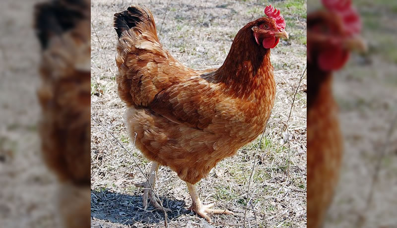 Rhode Island Red Chickens Pros and Cons