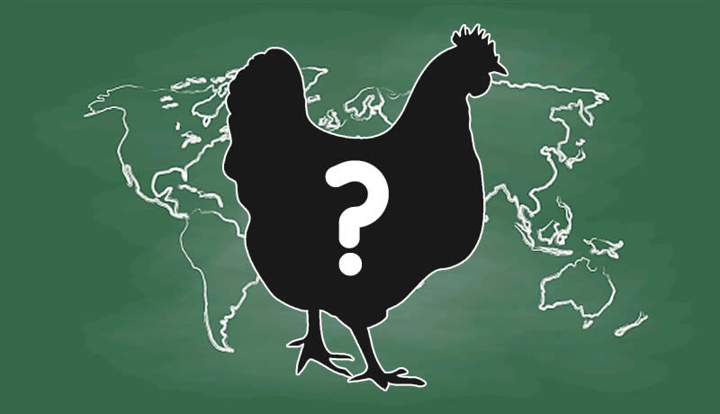 Where Did Rhode Island Red Chickens Originate