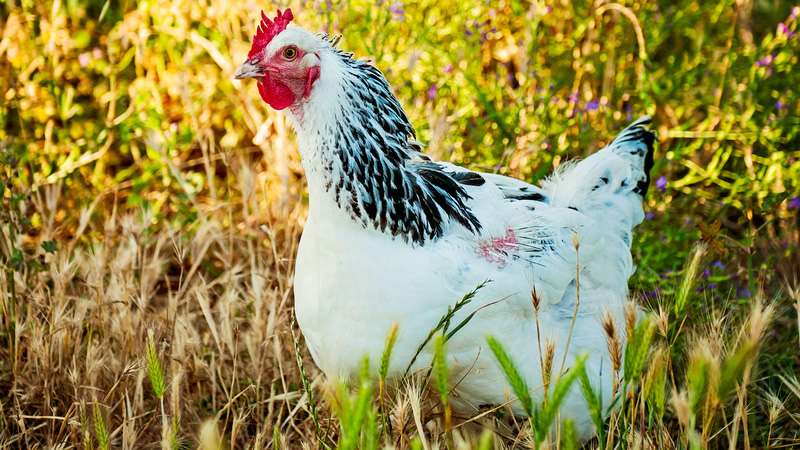 Delaware Chicken Breed Guide: Raising, Weight, Meat and Egg Production