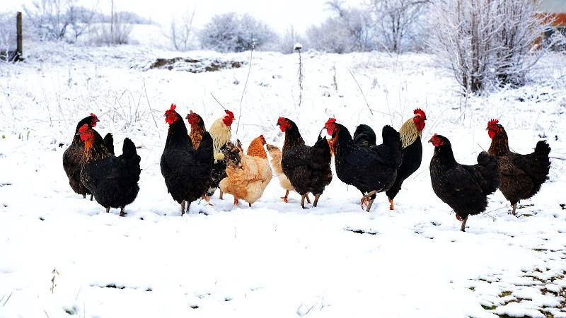 How to Take Care of Chickens in the Winter