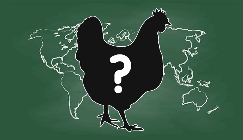 Origin of Delaware Chickens