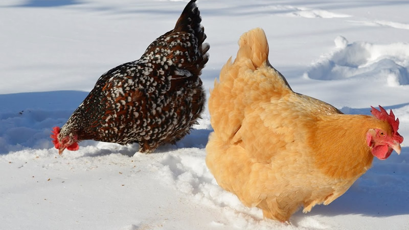 Best Cold Weather Chickens