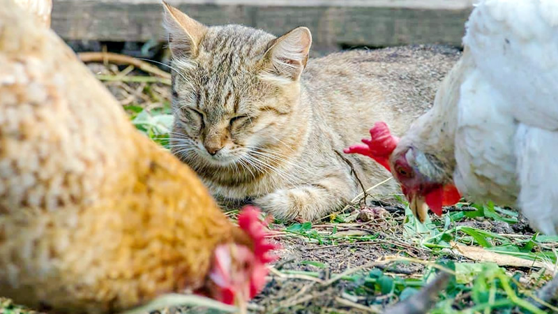 Chickens with Cats