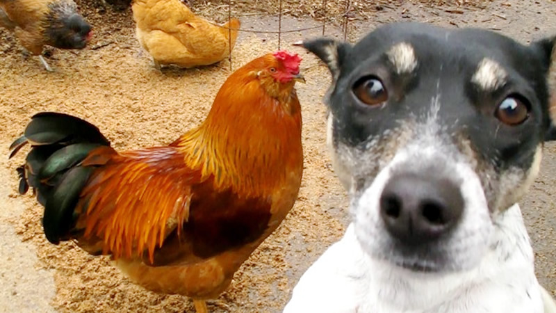 Chickens with Dogs
