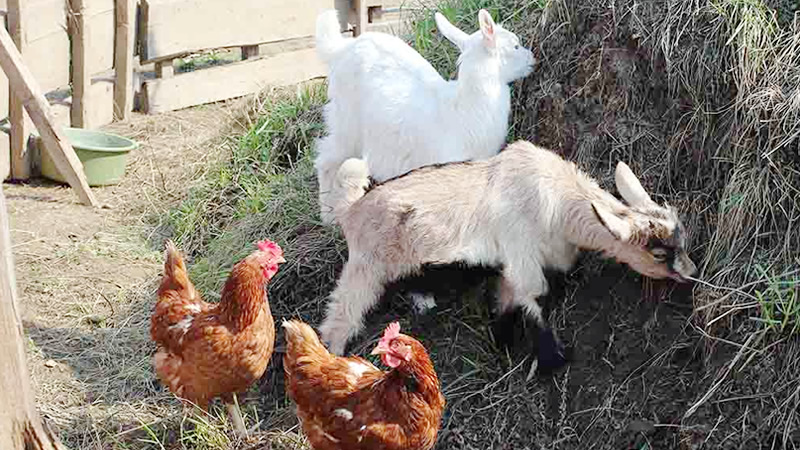 Chickens with Goats