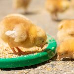 Feeding Baby Chicks : Step-by-Step Guide