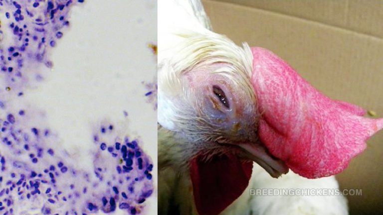 Ghav Types GaHV-1 in Chickens: Symptoms, Transmission, Treatment and Prevention of ...