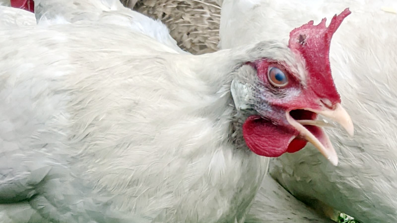 Infectious Bronchitis in Chickens