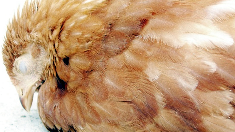 Infectious Bursal Disease in Chickens