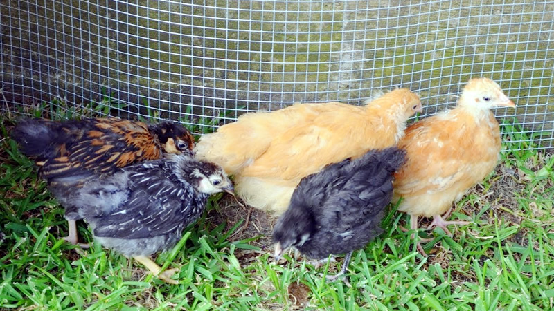Pullet Chickens : A Comprehensive Guide