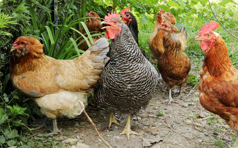 Step by Step Guide on How You Should Introduce New Chickens to Your Flock