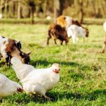 The Best Animals to Keep With Chickens and How to Add Them Properly