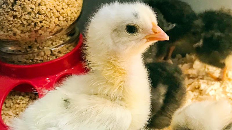 Where to Buy Eggs and Chicks: A Guide to Hatcheries, Auction Sites, and More