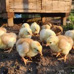 Bringing Baby Chicks Home for the First Time