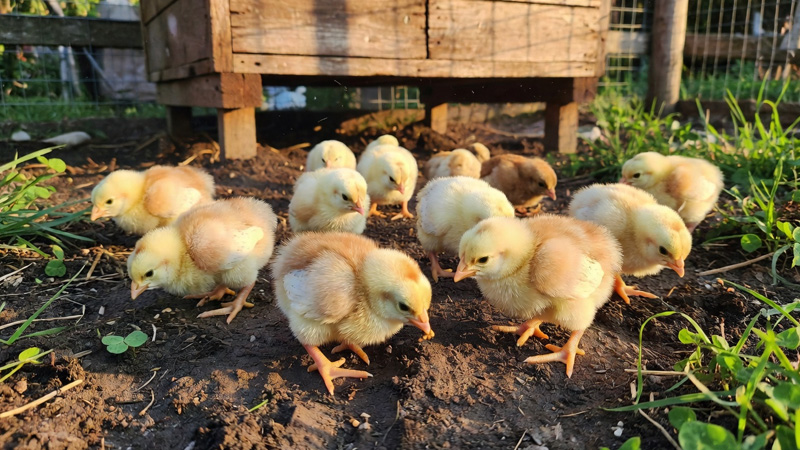Bringing Baby Chicks Home for the First Time